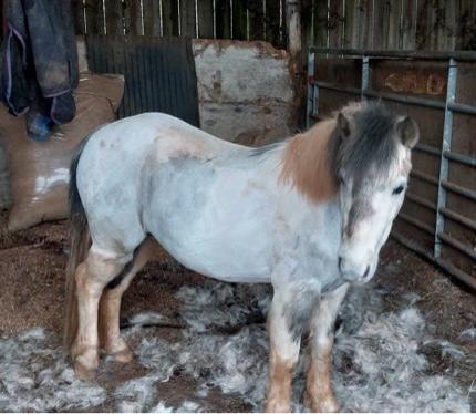 Image 1 of Gorgeous Childs pony in the making