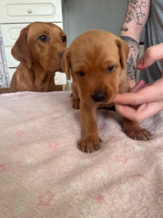 Image 13 of Stunning Fox Red Labs for sale