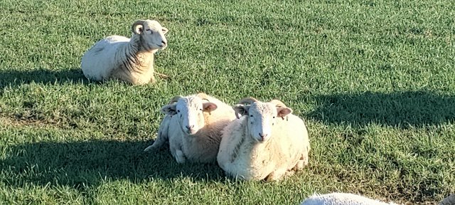 Preview of the first image of Wiltshire Horn Breeding Lambs.