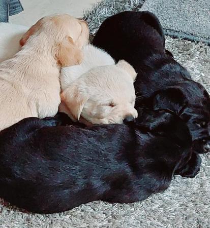 Image 1 of Labrador Pups for sale- ready now-KC reg