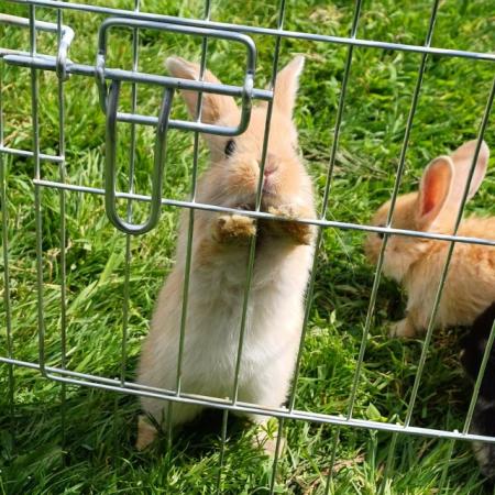 Image 10 of Cute 5 week old and 5 month old ni lops ready to be re-homed