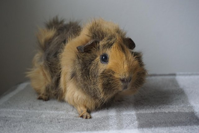 Preview of the first image of Ready now, male guinea pig.