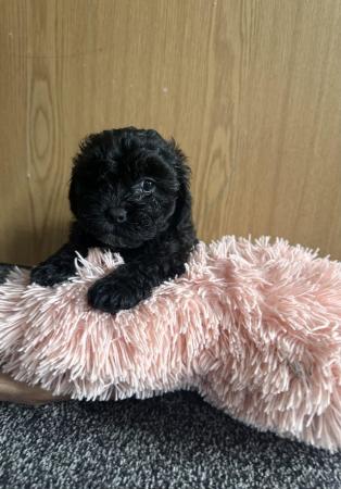 Image 9 of READY NOW! Beautiful 2 Shih poo boys