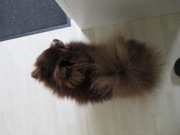 Image 7 of Pomeranian Lilac Chocolate Male looking for Forever Home