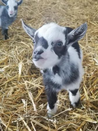 Image 1 of 2 gorgeous pygmy goat Wethers available to reserve