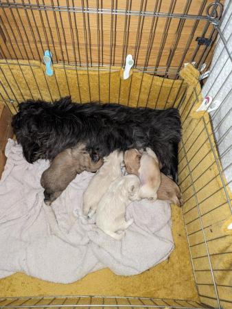 Image 1 of Stunning Imperial Shih Tzu puppies Ready now