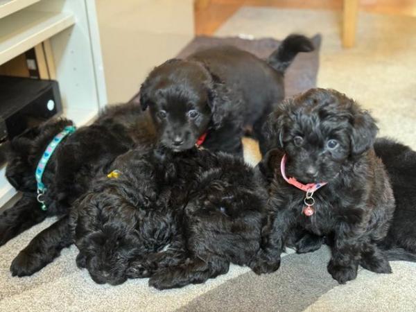 Image 2 of Australian Labradoodle for sale