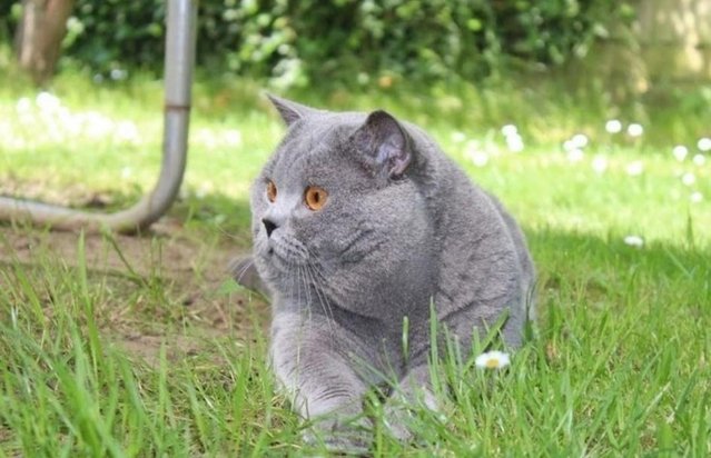 Image 5 of Amazing British Shorthair Blue registered kittens