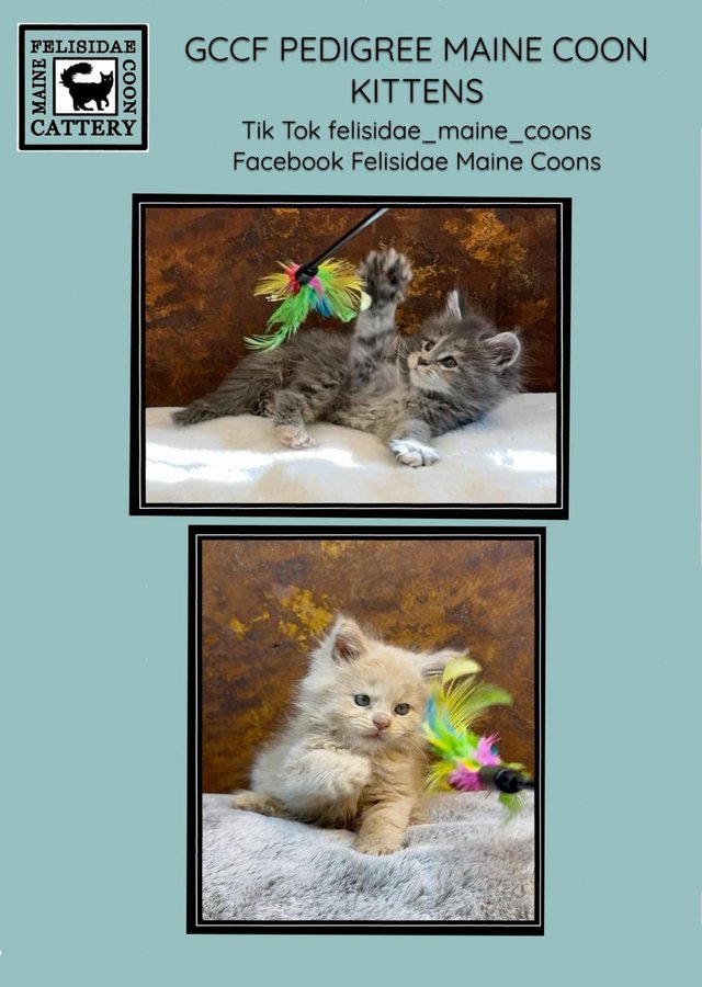 Championship lines GCCF registered Maine Coon kittens 