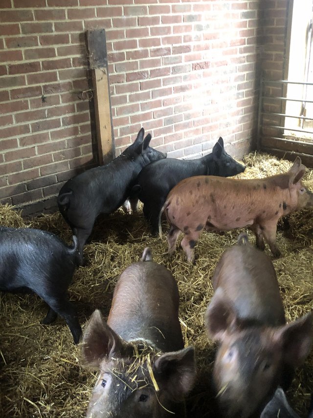 Preview of the first image of 4 month old finishing pigs for sale saddleback cross.