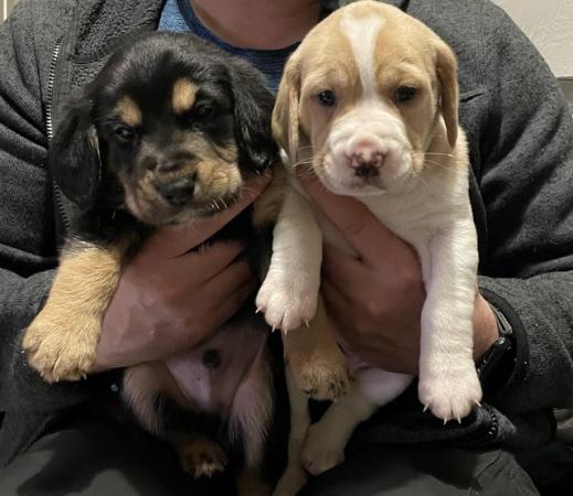 Image 2 of 5 week old Bocker puppies