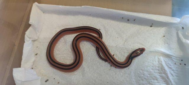 Image 4 of Thai bamboo ratsnake hatchlings x3 for sale