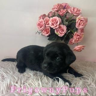 Image 4 of Top Quality Classic Black Labrador Puppies