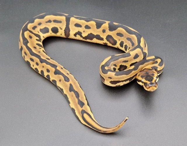 Preview of the first image of Super Leopard YB Het Clown 50% Het Pied Python 230508.