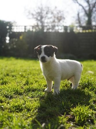 Image 2 of Beautiful tri-coloured jack Russell puppies!