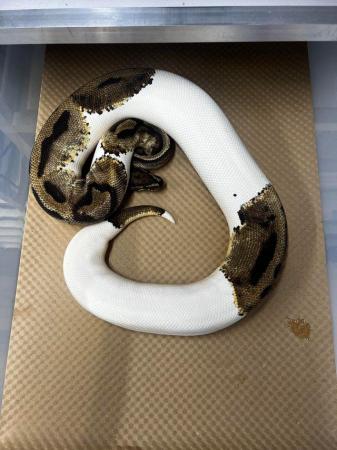 Image 5 of Female Pastel Pied Royal Python