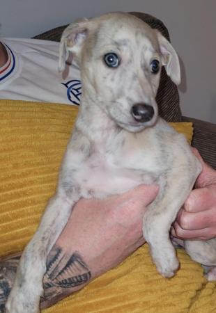 Image 6 of 7 week old KC registeredwhippet pups. Microchipped .