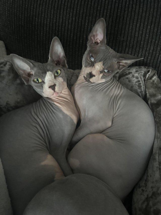 Preview of the first image of Sphynx Cats Bonded Boys..
