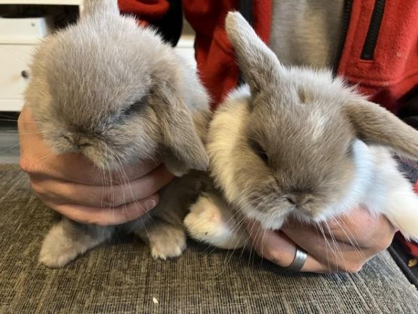 Image 2 of 2 x Female minature lop bunnies - RESERVED