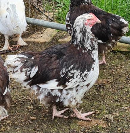 Image 1 of Young chocolate mottled Orpington cockerel for sale