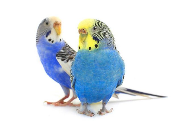 Preview of the first image of wanted hen budgies any colors in essex area.