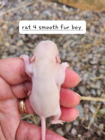 Image 11 of Extremely friendly baby rats ready 17th june