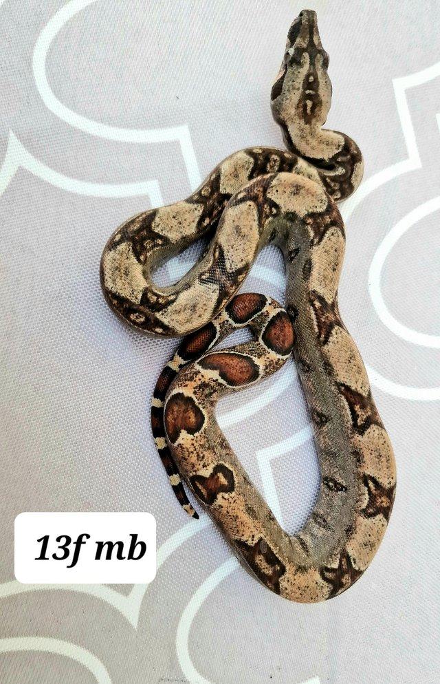 Preview of the first image of Mandarin belly boas 100% het leopard 13f.