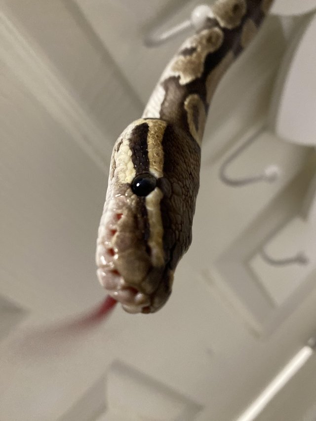 Preview of the first image of Het Pied Female Royal Python.