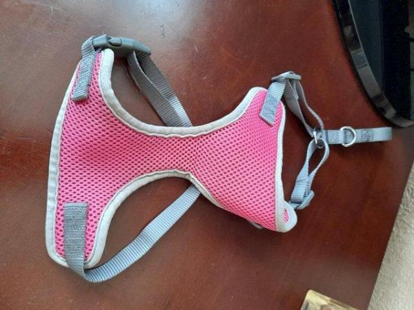 Image 5 of Small dog harnesses and collar with lead set