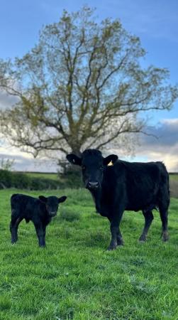 Image 1 of Pedigree dexter with heifer calf at foot