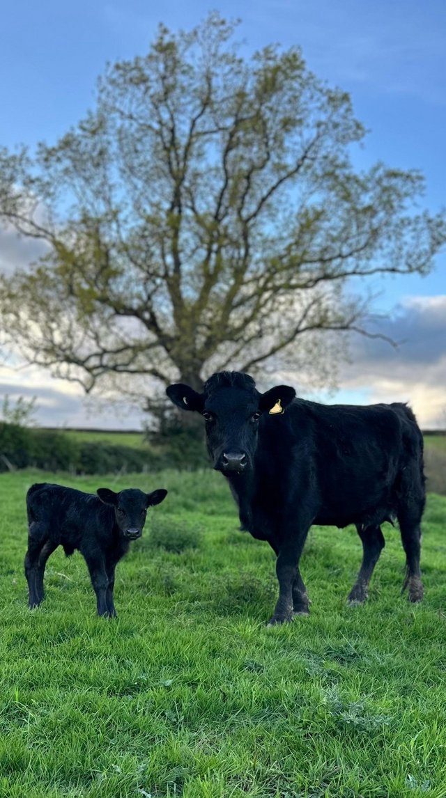 Preview of the first image of Pedigree dexter with heifer calf at foot.