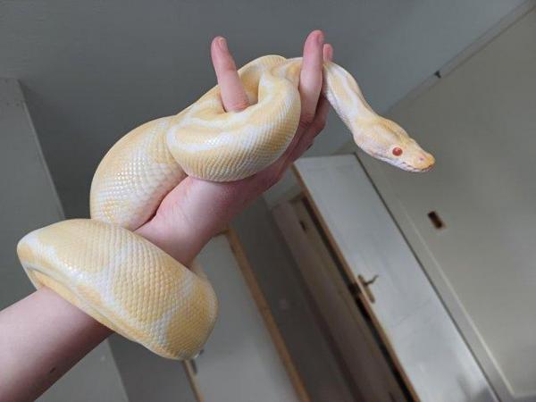 Image 4 of Russo Het Pied ball python (male) and Albino (female)