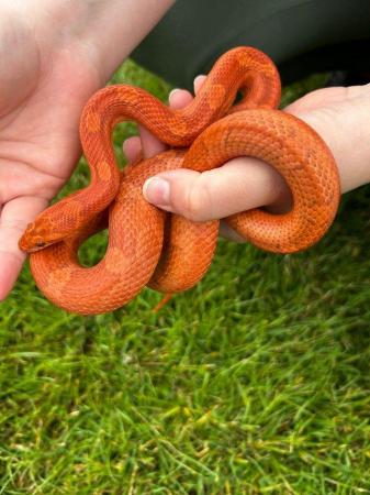 Image 4 of Male CB21 Blood / Diffused cornsnake