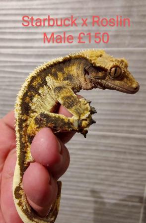Image 3 of Crested geckos sexed ready to go