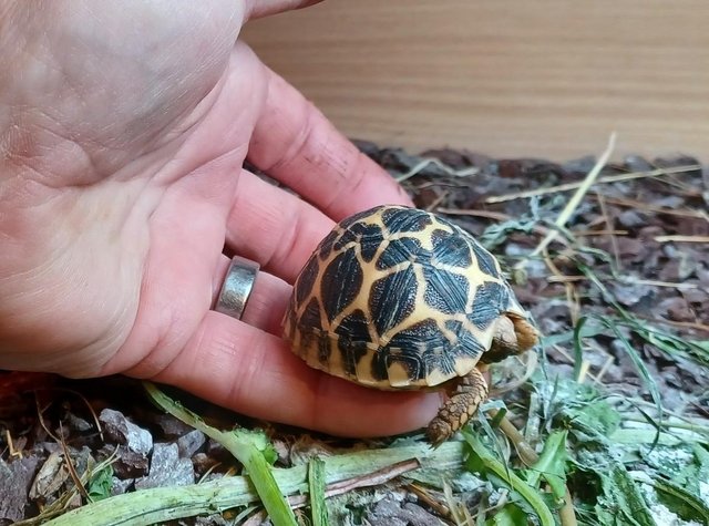 Preview of the first image of INDIAN STAR TORTOISE BABY 2023 UK BRED.