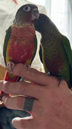 Image 11 of Handreared baby conures Various different mutations avaiable