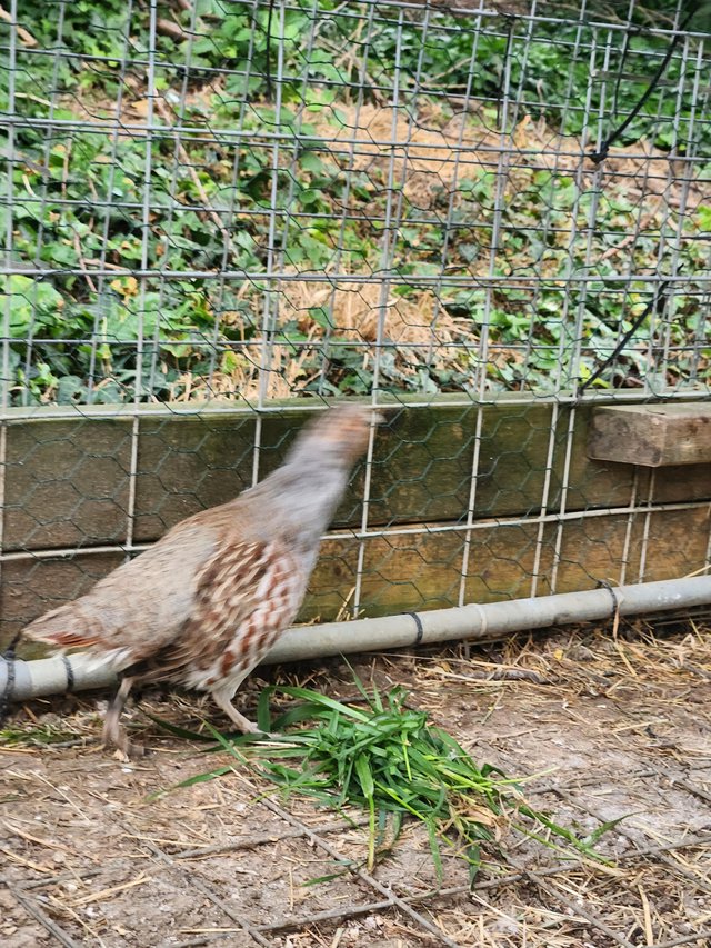 Grey (English ) partridges for sale — photo 2 of 4