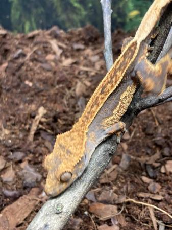 Image 2 of *ON HOLD* Unsexed juvenile orange pinstripe crested gecko