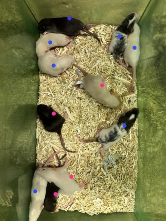 Image 3 of Baby rats ready soon. Males, females, dumbo, top eared