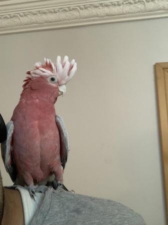 Image 4 of HandReared Cuddly Super Tame Talking Galah Cockatoo Parrot