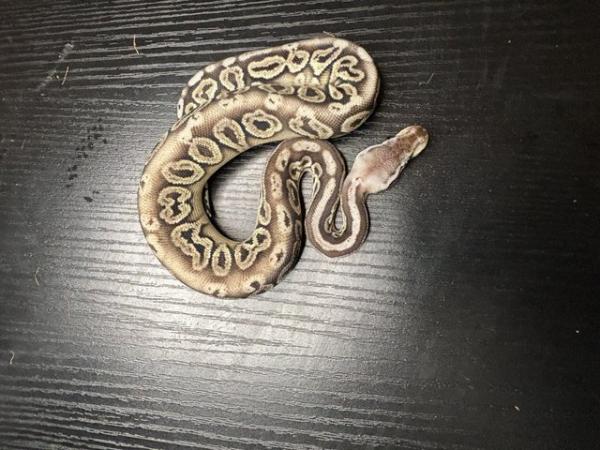 Image 2 of Royal/ball pythons for sale