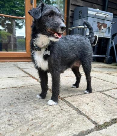 Image 9 of Patterdale Puppies for sale