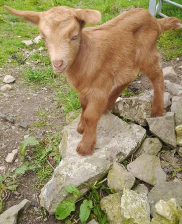 Image 2 of Pure breed Golden Guernsey Billy goats.