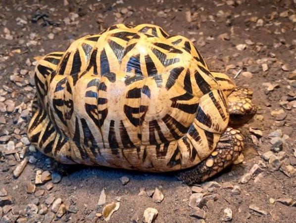Image 2 of INDIAN STAR TORTOISE MALE cb 2012 in the UK