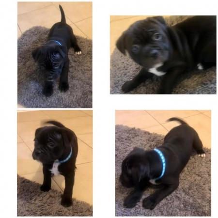 Image 7 of KC reg, Champion Bloodlines, Top Quality Staffy puppies