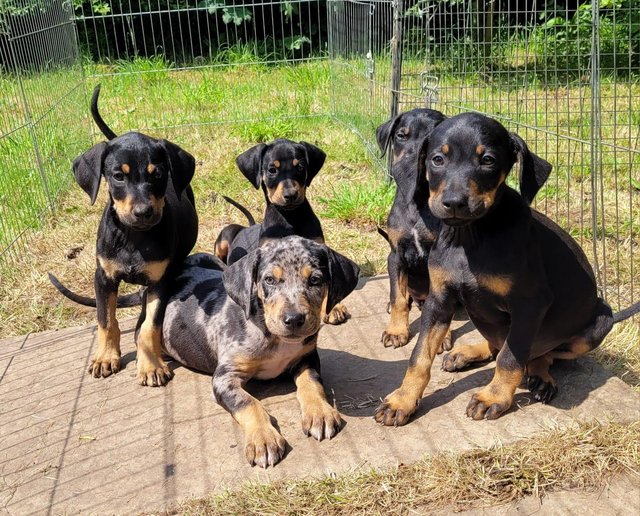 Preview of the first image of F1 dobermann X leopard dog puppies.
