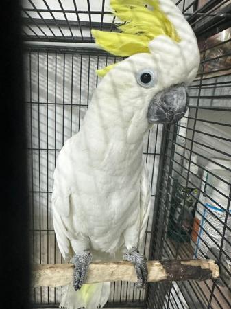 Image 1 of Supertame hand reared baby Sulphur Crested Cockatoo