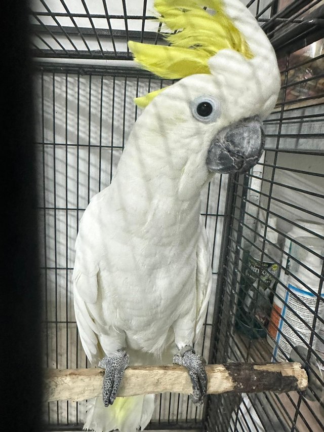Preview of the first image of Supertame baby Triton sulphur crested cockatoo.