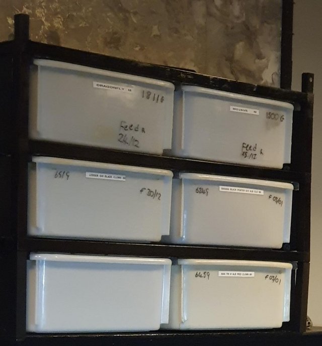 Preview of the first image of 33ltr snake rack x 6 tubs.