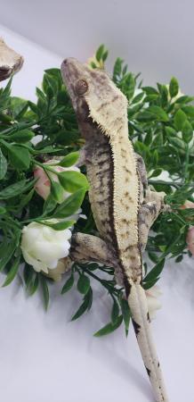 Image 4 of Beautiful Breeding Pair Of Crested Geckos With Free Exo Terr
